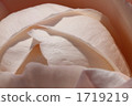 Light pink rose 1719219