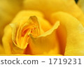 Yellow rose 1719231