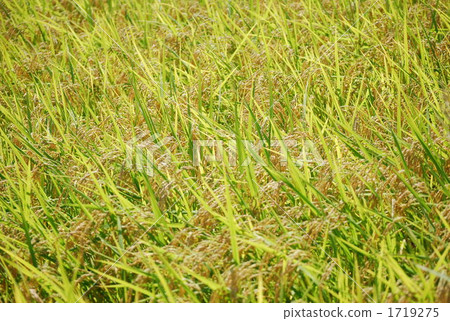 豐收 水稻作物 水稻 1719275