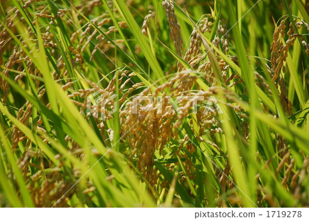 harvest, rice, paddy 1719278