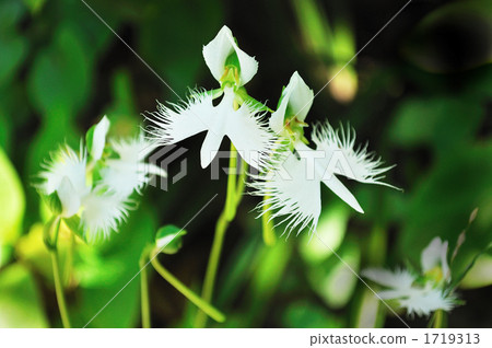 天上盛開的鮮花 1719313