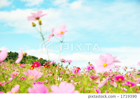 cosmos field, flower garden, flower field 1719390