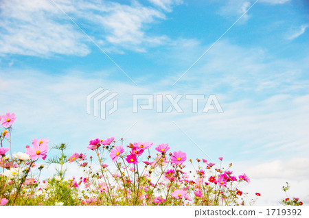 風景 大波斯菊 花園 1719392