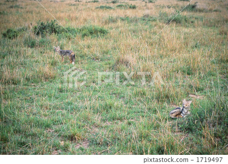 馬賽馬拉 肯尼亞 熱帶大草原 1719497