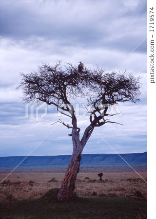 vulture, gyps, vultures 1719574