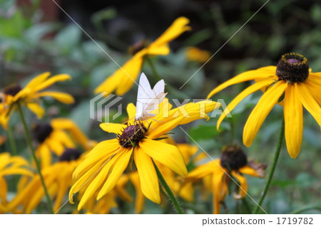 Yellow Asteraceae and butterflies Yellow Asteraceae and butterflies 1719782