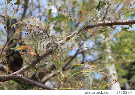 Damage to white shrimps in the United States ② Damage to white shrimps in the United States ② 1720294