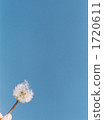 fuzz, botanic, botanical 1720611