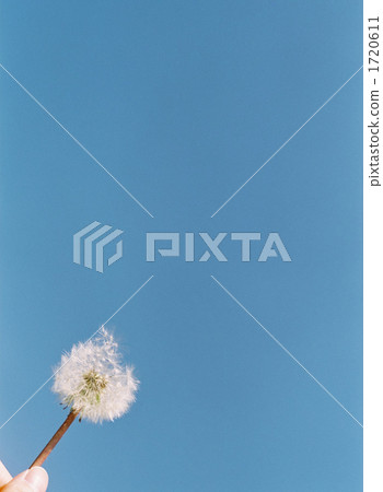 fuzz, botanic, botanical 1720611