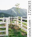 farm animal, livestock, goat 1720635