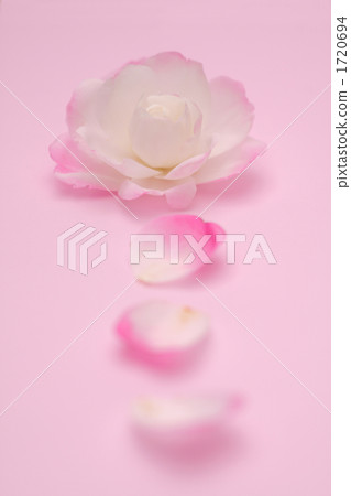 Sasanqua Sasanqua 1720694