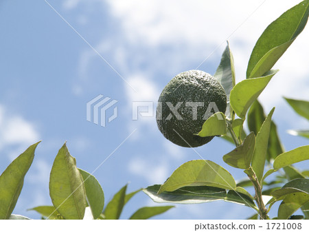 香櫞 香櫞 1721008