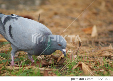 Seeking food 1721022