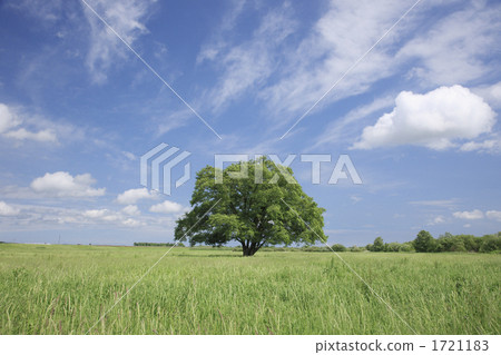 japanese elm, ulmus davidiana, ippongi 1721183