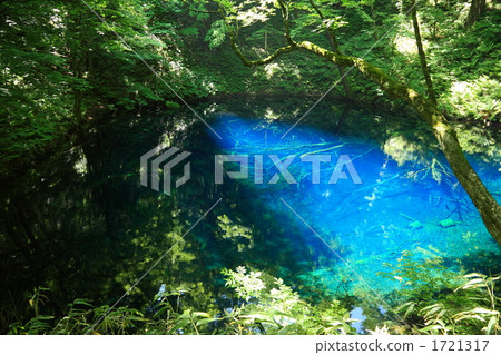 Aoi pond in early summer 1721317