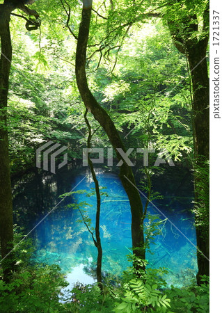 Aoi pond in early summer 1721337