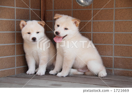 柴犬小狗 1721669