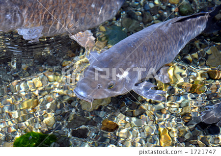鯉魚 1721747