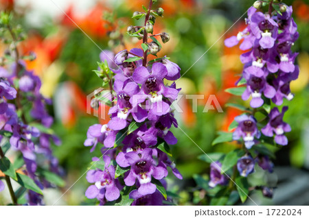 Angelonia 1722024