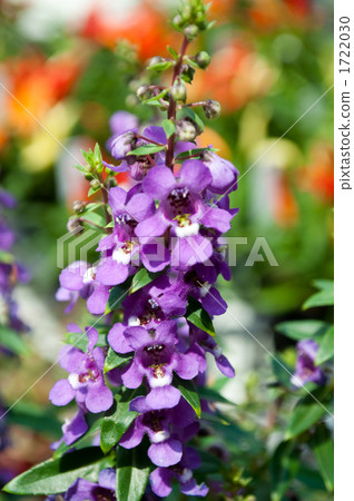 Angelonia 1722030