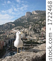 Seagulls in Europe 1722468
