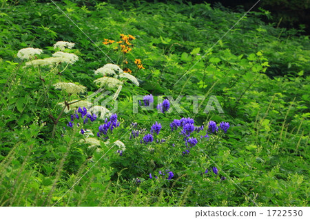 我上傳了Torikabut的鮮花。 1722530