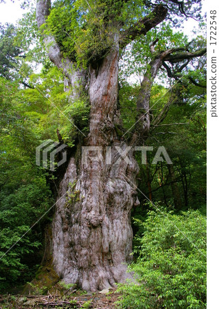Jomon cedar Yaku雪松 1722548