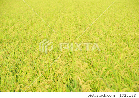 farm, rural districts, paddy 1723158