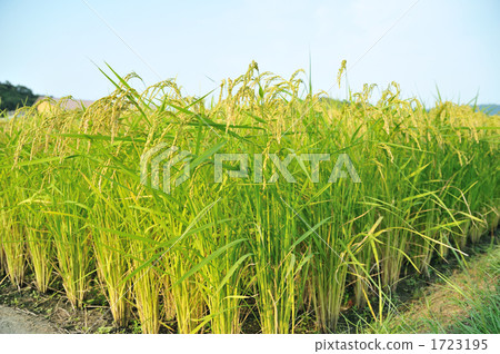 grain, paddy, rice plant 1723195