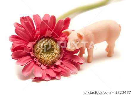 Flowers and pigs Flowers and pigs 1723477