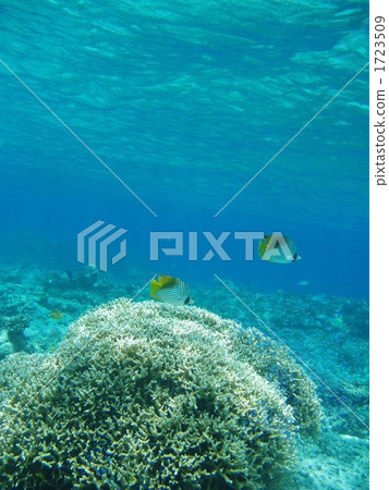 tropical fish, saltwater fish, fish 1723509