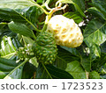 noni, morinda citrifolia, plant 1723523