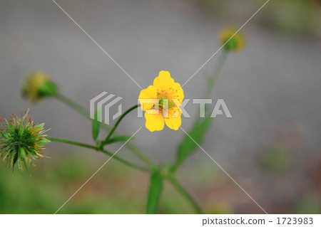 Miyama Kimpoke 1723983