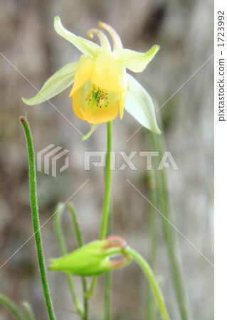 Yellowfin tuna 1723992