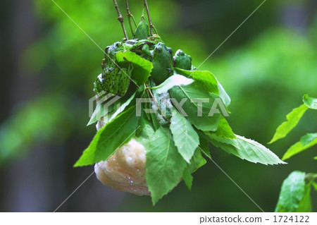 在樹上產卵 在樹上產卵 1724122