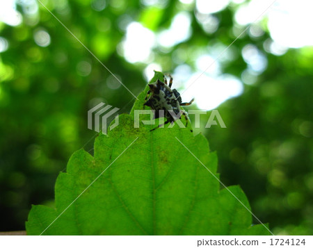 斑點甲蟲 1724124