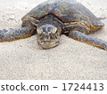 turtle, carapace, front view 1724413