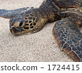 turtle, sea turtle, green sea turtle 1724415