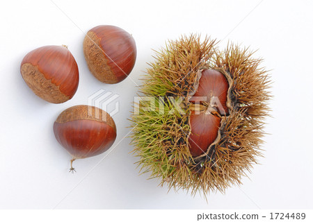 Tanzawa板栗 1724489