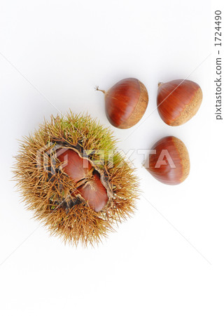 Tanzawa板栗 1724490