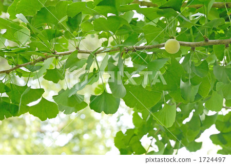 From the tree shade of the ginkgo (Icho) 1724497