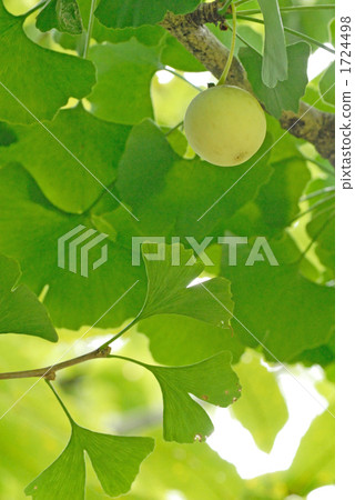 銀杏（銀杏）果實 1724498