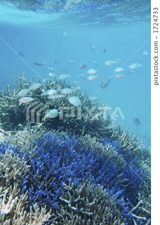 Coral reefs of Okinawa · Miyakojima and flock of sparrow 1724733