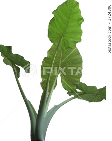 Kwazu imo Kwazu imo 1724800