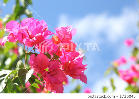 blue sky and bougainvillea blue sky and bougainvillea 1726045