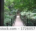 Green and suspension bridge. 1726057
