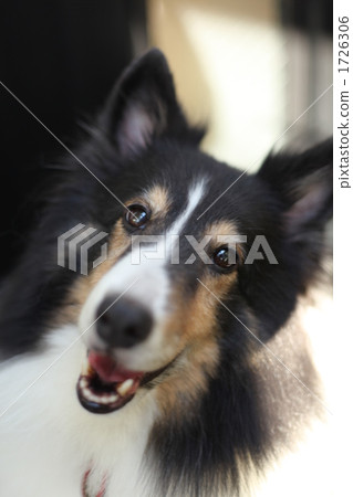 設得蘭群島牧羊犬 1726306