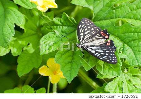 Flower of red bean sprout and garlic 1726551
