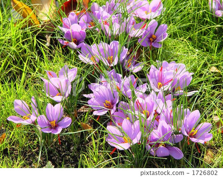 November Saffron and Iridaceae 24 November Saffron and Iridaceae 24 1726802