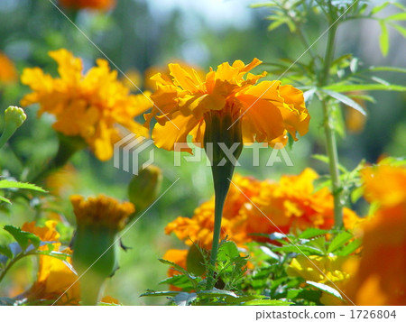 十一月Mary Gold·Asteraceae 14 十一月Mary Gold·Asteraceae 14 1726804